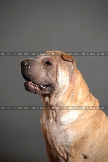 Chinese Shar Pei dog. Стоковое фото, фотограф Анна Кривицкая / Фотобанк Лори