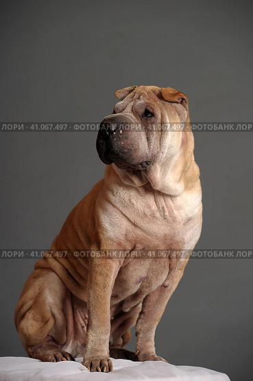 Chinese Shar Pei dog. Стоковое фото, фотограф Анна Кривицкая / Фотобанк Лори