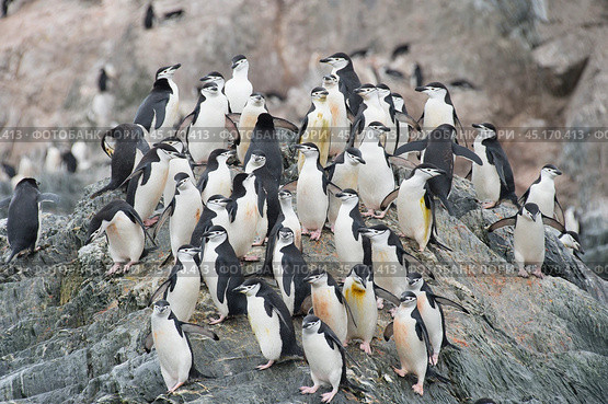 Chinstrap Penguins coming to the water. Стоковое фото, фотограф Vladimir / Фотобанк Лори