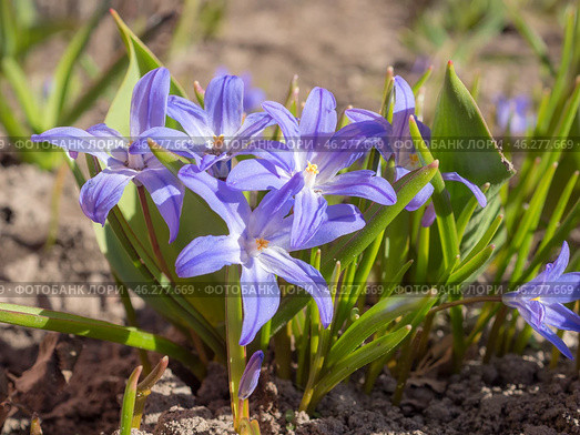Chionodoxa flowers in spring close up. Стоковое фото, фотограф Argument / Фотобанк Лори