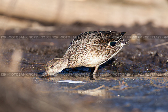Чирок-свистунок. Common Teal (Anas crecca) Стоковое фото, фотограф Василий Вишневский / Фотобанк Лори