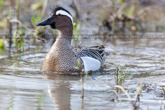 Чирок-трескунок. Garganey (Anas querquedula). Стоковое фото, фотограф Василий Вишневский / Фотобанк Лори