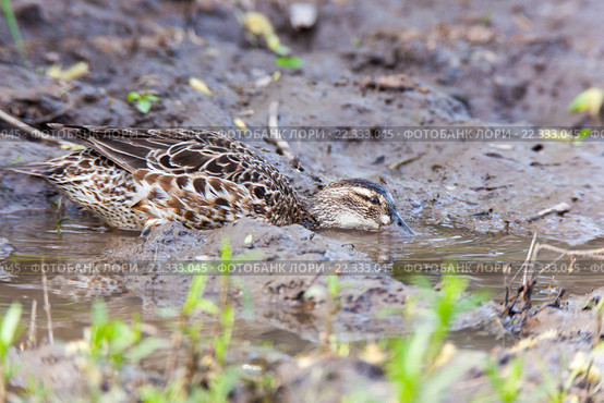 Чирок-трескунок. Garganey (Anas querquedula). Стоковое фото, фотограф Василий Вишневский / Фотобанк Лори