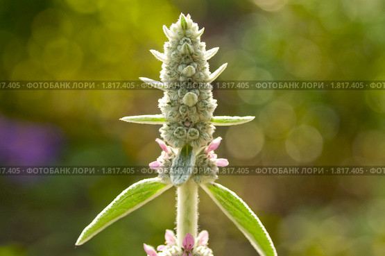 Чистец шерстистый, или Стахис (Stachys) Стоковое фото, фотограф Александр Алексеев / Фотобанк Лори