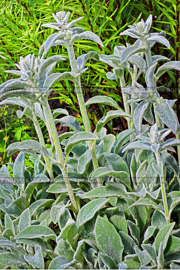 Чистец шерстистый  или Стахис (Stachys) Стоковое фото, фотограф Евгений Мухортов / Фотобанк Лори