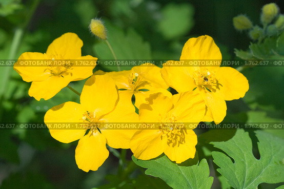 Чистотел большой Chelidonium majus. Стоковое фото, фотограф Шичкина Антонина / Фотобанк Лори