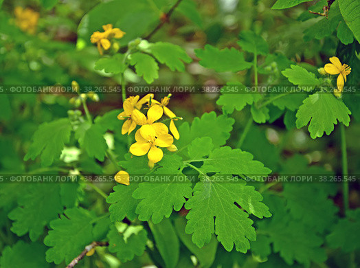 Чистотел большой (Chelidonium majus L.). Цветущее растение. Стоковое фото, фотограф Ирина Борсученко / Фотобанк Лори