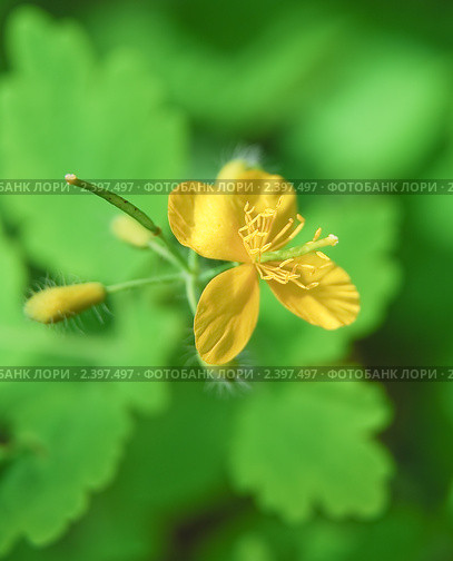 Чистотел, бородавник (Chelidonium) Стоковое фото, фотограф Алёшина Оксана / Фотобанк Лори