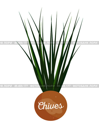 Chives label leaflet, perennial plant chive with headline, greenery for cooking and garnishing dishes, healthy seasoning isolated vector illustration. Chives Label with Lettering Vector Illustration. Стоковая иллюстрация, агентство Ingram Publishing / Фотобанк Лори