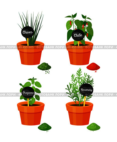 Chives rosemary plants in pots with names boards, spices and powder of leaves, condiments collection vector illustration isolated on white. Chives and Rosemary Plants Vector Illustration. Стоковая иллюстрация, агентство Ingram Publishing / Фотобанк Лори