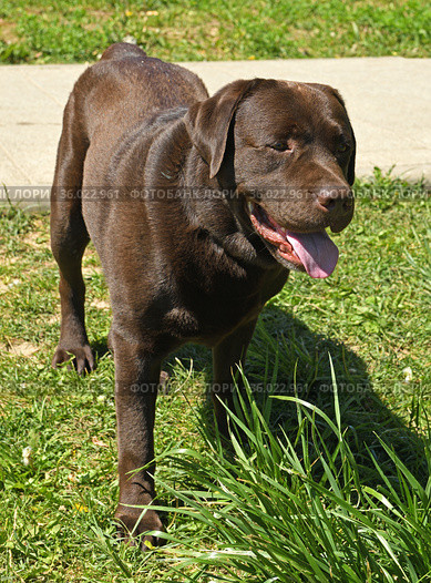 Chocolate Labrador Retriever on walk. Стоковое фото, фотограф Валерия Попова / Фотобанк Лори