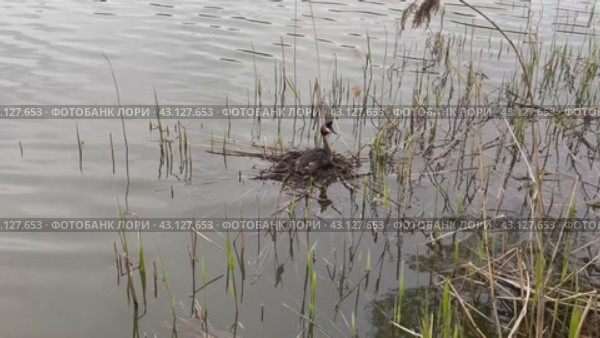 Чомга ( Большая поганка) . Птица с хохолком обосновалась на воде . (2024 год). Стоковое видео, видеограф Анастасия  Белогубова / Фотобанк Лори