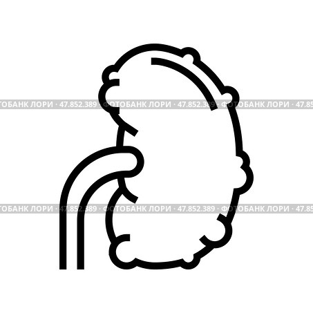 chronic pyelonephritis line icon vector illustration. Стоковая иллюстрация, иллюстратор Vectorwin / Фотобанк Лори