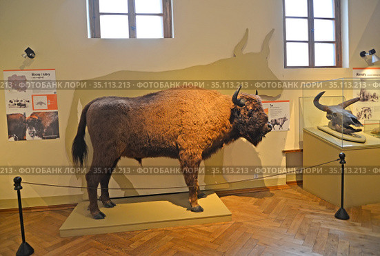 Чучело зубра европейского (Bison bonasus Linnaeus) в экспозиции отдела природы. Музей в замке Квидзын. Польша (2018 год). Редакционное фото, фотограф Ирина Борсученко / Фотобанк Лори