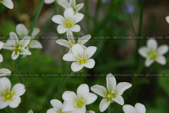 Claytonia small white flowers in a flower bed. Стоковое фото, фотограф Andrew_Swarga / Фотобанк Лори