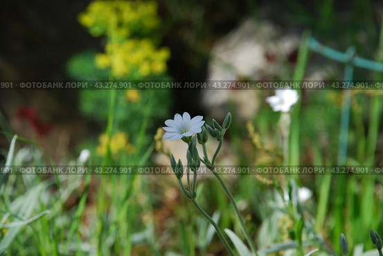 Claytonia small white flowers in a flower bed. Стоковое фото, фотограф Andrew_Swarga / Фотобанк Лори