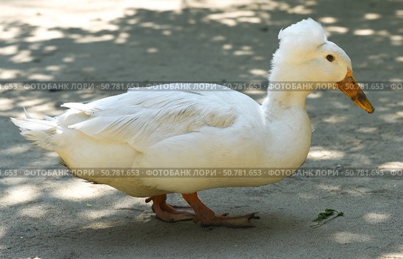 Close side view of a white Pekin crested duck showing detailed feathers and rounded body. The bird stands on textured ground with soft shadow patterns. Стоковое фото, фотограф Татьяна Терехина / Фотобанк Лори