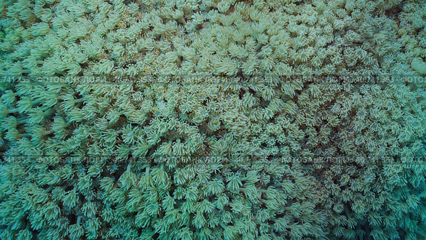 Close-up, Colonies of Flowerpot coral or Anemone coral (Goniopora columna). Coral polyps feed by filtering on plankton. Natural background of coral polyps, Red sea, Egypt. Стоковое фото, фотограф Некрасов Андрей / Фотобанк Лори