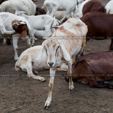 close up goats farm. Стоковое фото, агентство Ingram Publishing / Фотобанк Лори