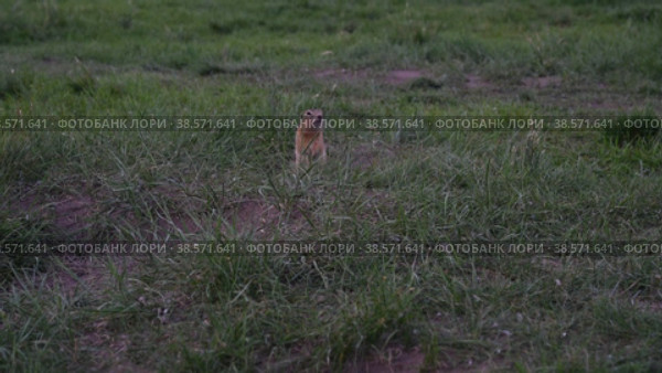 Close-up gopher. Стоковое видео, видеограф Jan Jack Russo Media / Фотобанк Лори