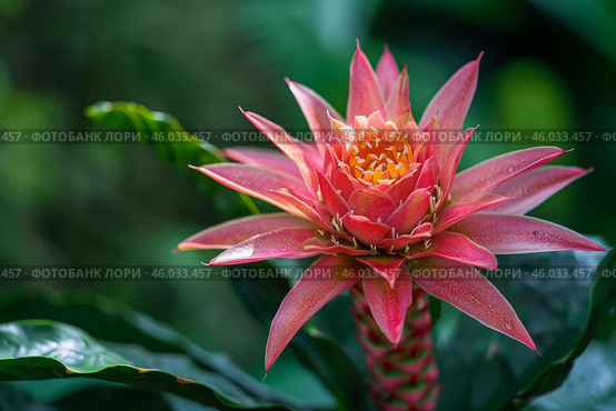 Close up of a billbergia pyramidalis, a bromeliad native to brazil, displaying its showy inflorescence. Стоковое AI-изображение, AI-художник Иван Рябоконь / Фотобанк Лори