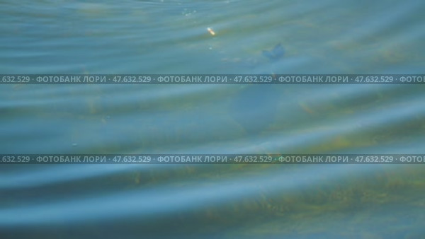 Close-up of a black coot diving to the bottom of a lake in search of food. Through the clear water one can see a water hen pulling algae from the bottom. Стоковое видео, видеограф Воловодов Владимир / Фотобанк Лори
