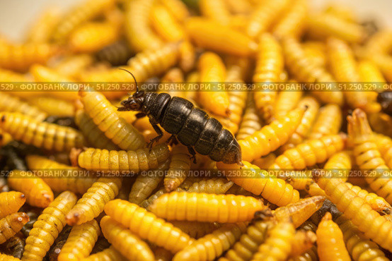 Close Up Of A Black Soldier Fly Larva Among A Cluster Of Yellow Larvae. Generative AI. Стоковое AI-изображение, AI-художник Roman Zavorotny / Фотобанк Лори