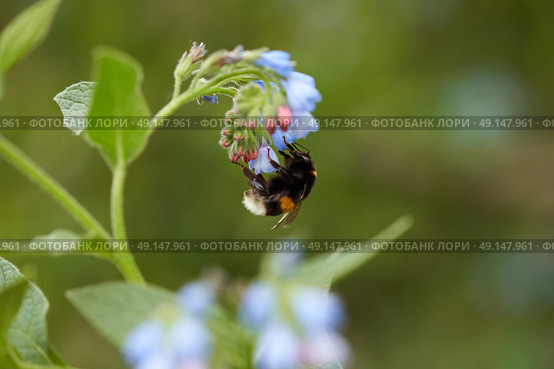 Close-up of a bumblebee on a blue flower of comfrey (symphytum) on a picturesque blurred background. Macrophotography. Стоковое фото, фотограф Роман Дзюбало / Фотобанк Лори