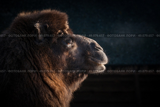 Close-up of a camels head on a dark background. Стоковое фото, агентство Ingram Publishing / Фотобанк Лори