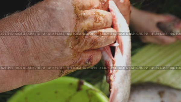 Close-up of a man sitting outside ripping open the belly of a fresh fish with a knife. Cleaning and cutting up live fish in the outdoors. Стоковое видео, видеограф Воловодов Владимир / Фотобанк Лори