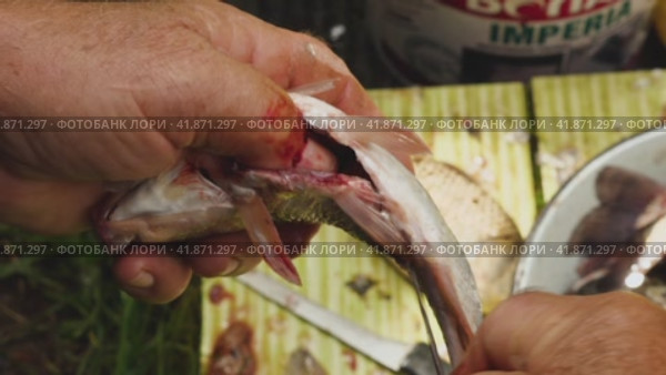 Close-up of a man's hands pulling out of the belly of a fish intestines. Cutting up fresh fish in the outdoors. Preparing for cooking. Стоковое видео, видеограф Воловодов Владимир / Фотобанк Лори