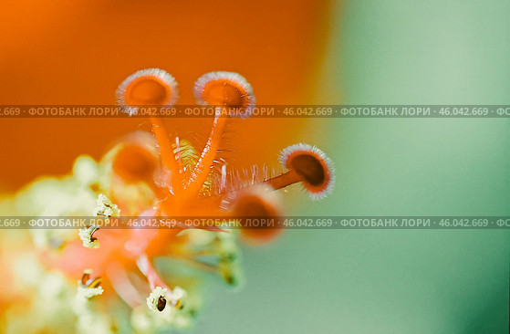Close-up of a vibrant orange flower's stigma. Стоковое фото, фотограф Татьяна Лобанова / Фотобанк Лори
