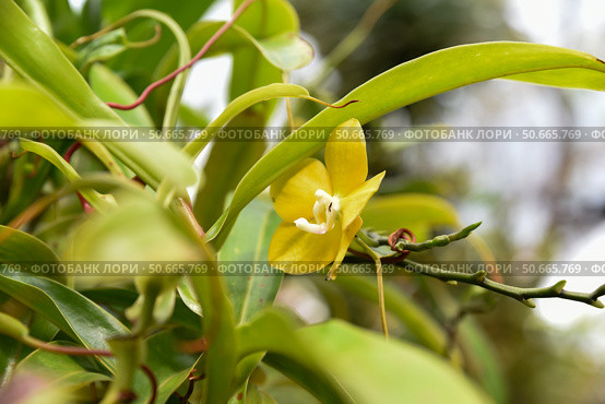 Close-up of a yellow orchid flower growing among lush green leaves in a tropical greenhouse. Delicate petals and vivid colors highlight its exotic beauty. Стоковое фото, фотограф Татьяна Терехина / Фотобанк Лори