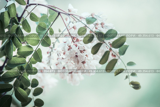 Close up of acacia blossom branch on blurred nature background. Стоковое фото, агентство Ingram Publishing / Фотобанк Лори