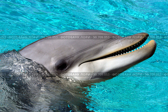 Close-up of an Atlantic bottlenose dolphin, Tursiops truncatus, with its head above water. Стоковое фото, фотограф David Fleetham/Stocktrek Images / ТАСС / Фотобанк Лори