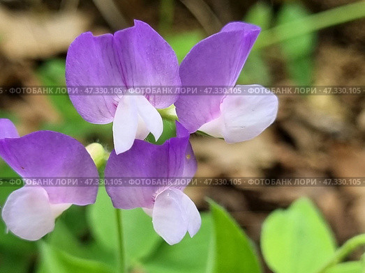 Close-up of an elegant inflorescence of violet-pink flowers, presumably of the forest species of pea (lat. Lathyrus), or wild pea. The flowers are arranged in tiers and smoothly transition from a rich violet to a delicate pinkish-white shade. The stem is thin, the leaves are light green, with a characteristic trifoliate shape. The background is natural, with spots of dry leaves and greenery. The photo conveys natural harmony and tranquility. Стоковое фото, фотограф Анна Кривицкая / Фотобанк Лори