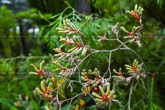 Close-up of Anigozanthos flavidus flowers with fuzzy green and red buds on branching stems in lush garden background, soft natural light. Стоковое фото, фотограф Татьяна Терехина / Фотобанк Лори