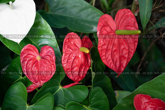 Close-up of Anthurium andraeanum flowers in vivid red and white colors, likely varieties Red Obake (red) and White Champion (white) Стоковое фото, фотограф Татьяна Терехина / Фотобанк Лори