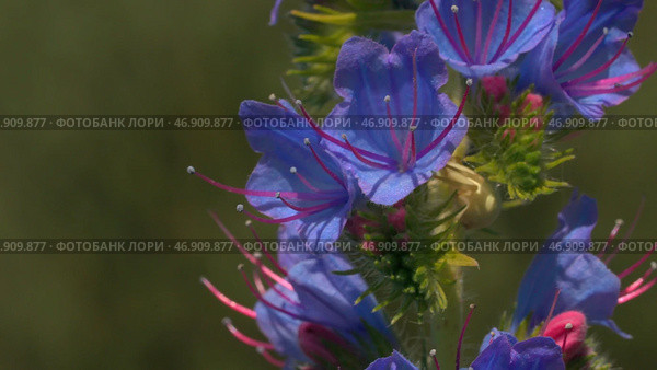 Close up of beautiful purple flowers growing on the blurred field on the background. Стоковое фото, фотограф David Kashakhi / Фотобанк Лори