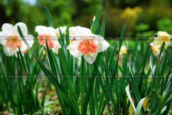 Close-up of blooming Narcissus Vanilla Peach flowers in a spring garden. White petals with peachy centers create a fresh and vibrant floral background. Стоковое фото, фотограф Татьяна Терехина / Фотобанк Лори