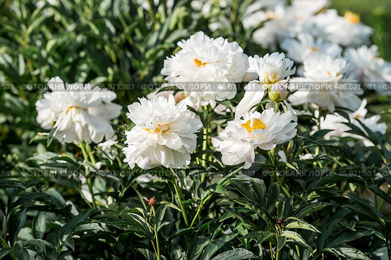 Close-up of blooming pink peonies. Peony flowers and buds in the spring garden. Green natural background. A blooming garden. Beautiful bokeh. Стоковое фото, фотограф Photojuli / Фотобанк Лори
