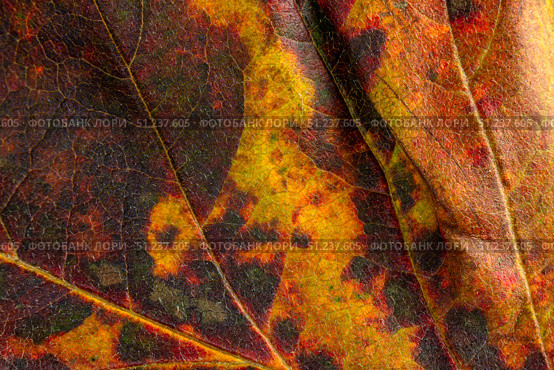 Close-up of bright autumn leaf showcasing vibrant colors and intricate textures in nature. Стоковое фото, фотограф Наталья Семкина / Фотобанк Лори