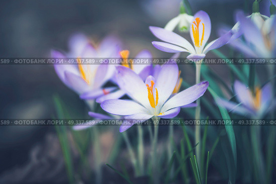 Close up of crocuses flowers, outdoor springtime nature. Стоковое фото, агентство Ingram Publishing / Фотобанк Лори