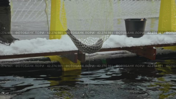 Close-Up of Freshly Caught Trout in Net: A Glimpse into Organic Aquaculture. Стоковое видео, видеограф Даниил Хабаров / Фотобанк Лори