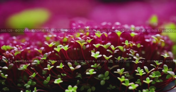 Close-up of growing colorful, healthy and nutritious microgreens. Стоковое AI-видео, аниматор Александр Довянский / Фотобанк Лори