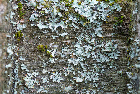 Close-up of lichen and moss on tree bark with detailed texture. Стоковое фото, фотограф Zakharova Natasha / Фотобанк Лори
