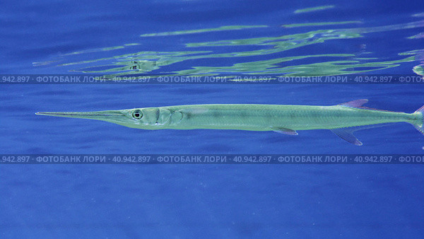 Close-up of Needlefish slowly swims under surface of the blue water reflecting from the water surface, Red sea, Egypt. Стоковое фото, фотограф Некрасов Андрей / Фотобанк Лори