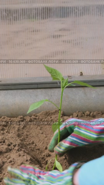 Close-up of planting bell pepper seedlings in the ground in a greenhouse. Copy space, vertical composition. Стоковое видео, видеограф Мария Зубарева / Фотобанк Лори
