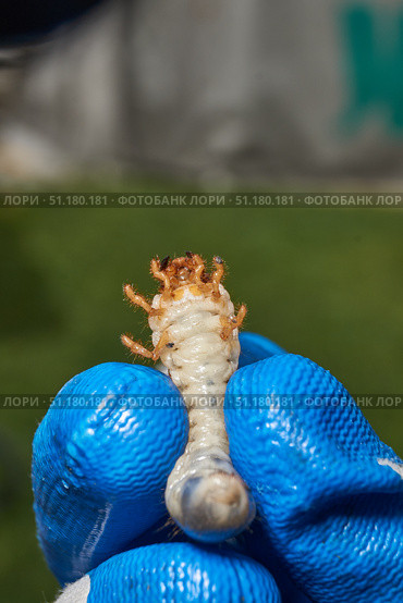 Close-up of the larva of the May beetle (lat. Melolontha). A white, thick larva of a May beetle was found in the ground during work on a garden plot. Detailed image of an insect in the larval stage. Стоковое фото, фотограф Андрей Жигальцов / Фотобанк Лори