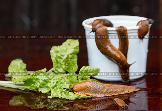 Close-up of the Spanish slug Arion lusitanicus in a bucket. Big slimy brown snails crawling around the garden. The invasion damages the leaves and crops. Collection of invasive species. Стоковое фото, фотограф Photojuli / Фотобанк Лори